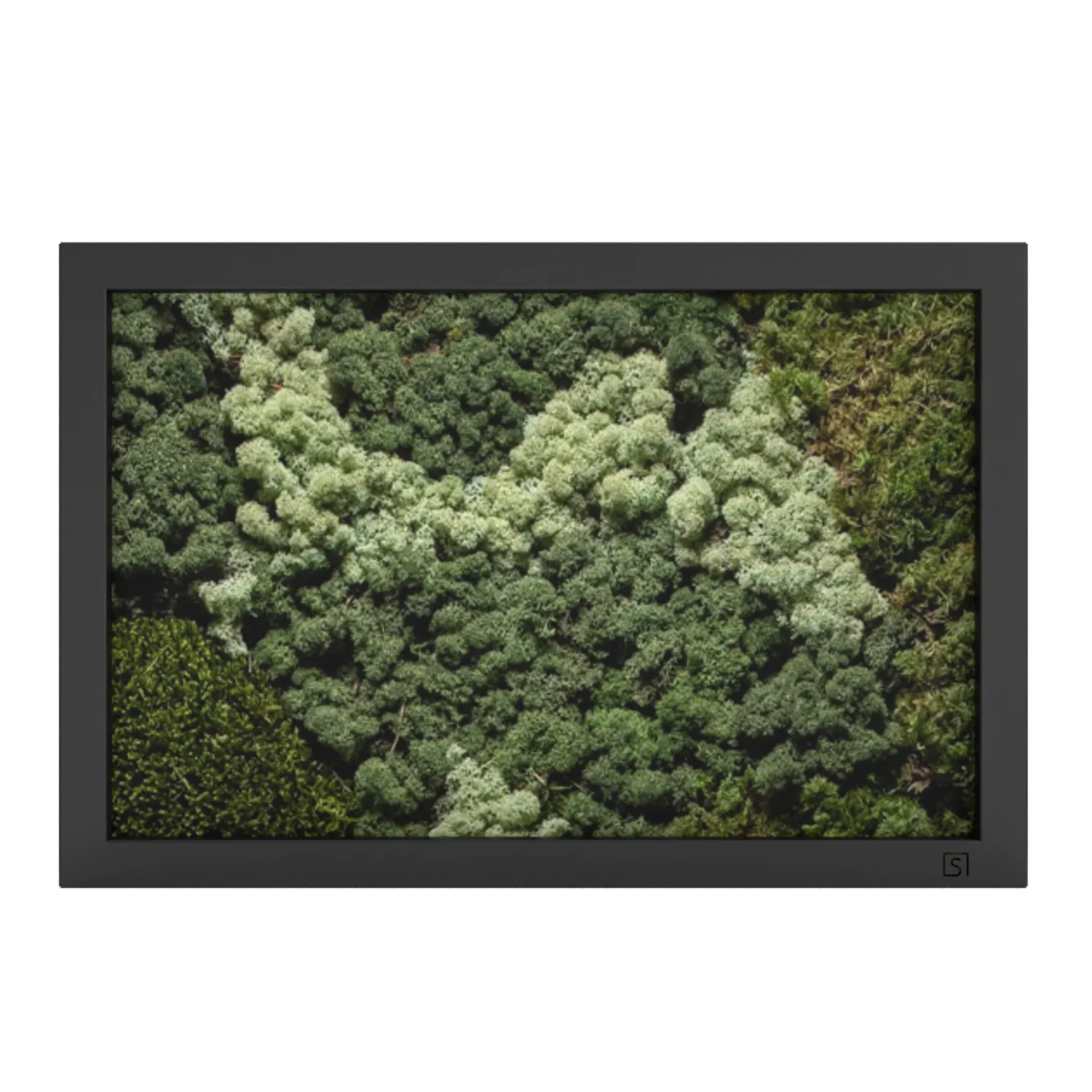 Mos schilderij in zwarte lijst